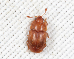 Epuraea aestiva