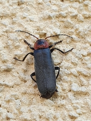 Cantharis fusca