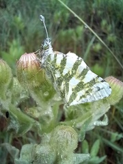 Euchloe belemia
