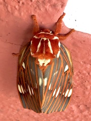 Citheronia azteca