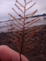 Abietinaria