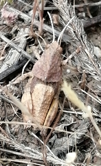 Ocnerodes prosternalis