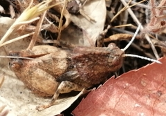 Ocnerodes prosternalis