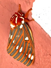 Citheronia azteca