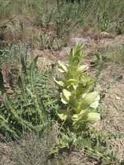 Acanthus hirsutus