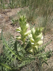 Acanthus hirsutus