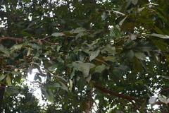 Polyalthia fragrans
