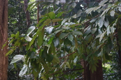 Polyalthia fragrans