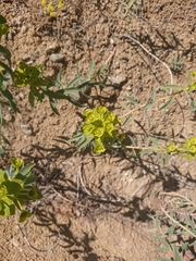 Euphorbia macroclada