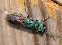 Chrysis terminata