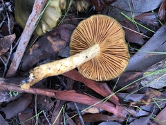 Cortinarius austrovenetus image