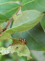 Cryptocephalus luteosignatus