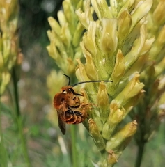 Eucera