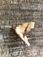 Plagodis phlogosaria