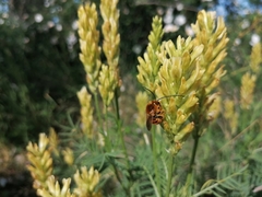 Eucera