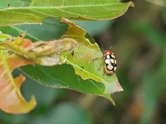 Cryptocephalus luteosignatus