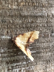 Plagodis phlogosaria