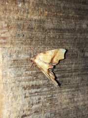 Plagodis phlogosaria