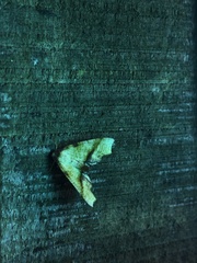 Plagodis phlogosaria