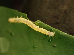 Adoxophyes privatana