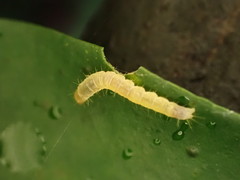 Adoxophyes privatana