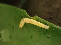 Adoxophyes privatana