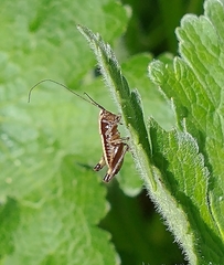 Pholidoptera griseoaptera