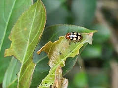 Cryptocephalus luteosignatus
