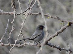 Knipolegus striaticeps