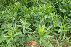 Solidago gigantea