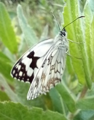 Melanargia lachesis