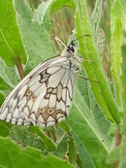 Melanargia lachesis