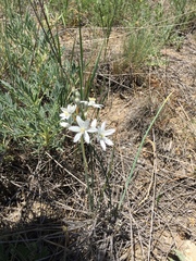 Ornithogalum oligophyllum