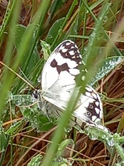 Melanargia lachesis