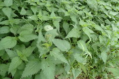 Urtica dioica