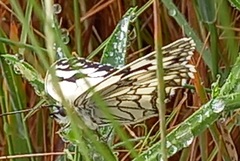Melanargia lachesis