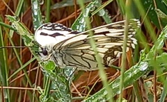 Melanargia lachesis