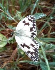 Melanargia lachesis