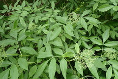 Sambucus nigra