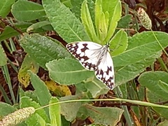 Melanargia lachesis