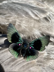 Lyropteryx apollonia