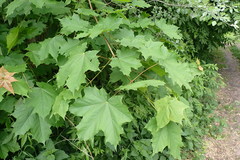 Acer platanoides