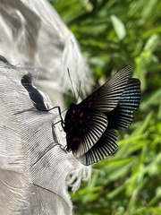 Lyropteryx apollonia