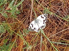 Melanargia lachesis
