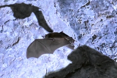 Rhinolophus pusillus