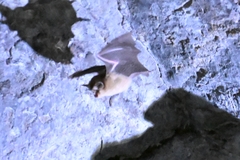 Rhinolophus pusillus
