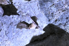 Rhinolophus pusillus