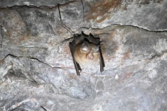 Rhinolophus pusillus