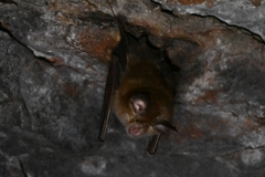 Rhinolophus pusillus