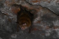 Rhinolophus pusillus